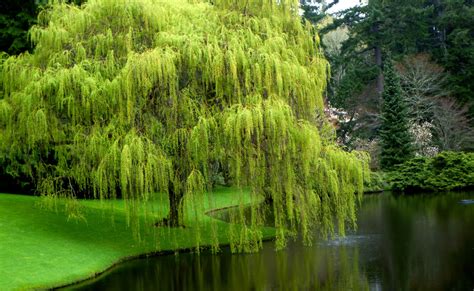 The Weeping Willow, A Study in Human Emotions and Natural Beauty!